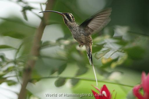 Hummingbird Garden Catalog: Long-Billed Hermit